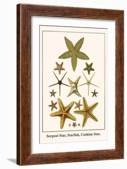 Serpent Star, Starfish, Cushion Star,-Albertus Seba-Framed Art Print