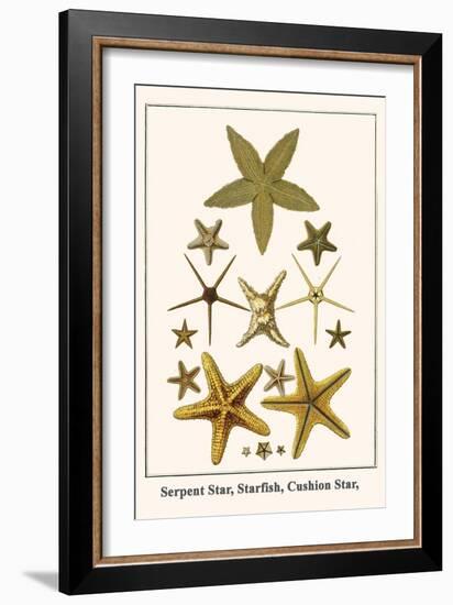 Serpent Star, Starfish, Cushion Star,-Albertus Seba-Framed Art Print