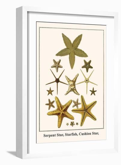 Serpent Star, Starfish, Cushion Star,-Albertus Seba-Framed Art Print