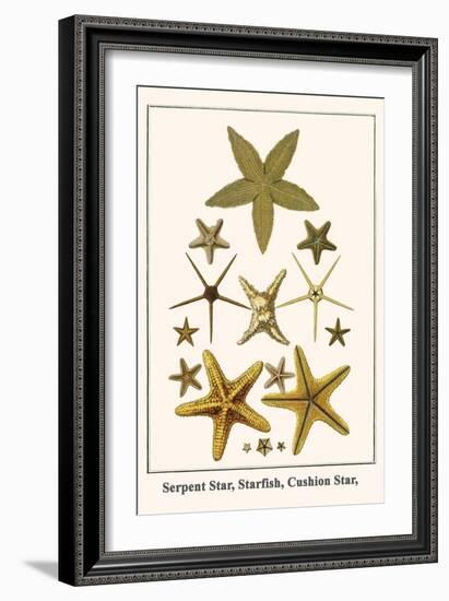 Serpent Star, Starfish, Cushion Star,-Albertus Seba-Framed Art Print