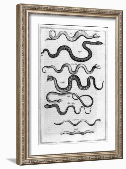 Serpents, 1675-Athanasius Kircher-Framed Giclee Print