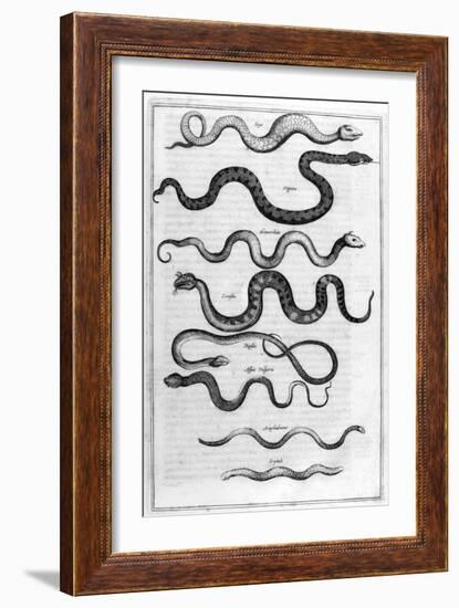 Serpents, 1675-Athanasius Kircher-Framed Giclee Print