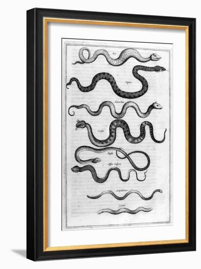 Serpents, 1675-Athanasius Kircher-Framed Giclee Print