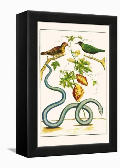 Serpents and Birds-Albertus Seba-Framed Stretched Canvas