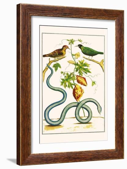 Serpents and Birds-Albertus Seba-Framed Art Print