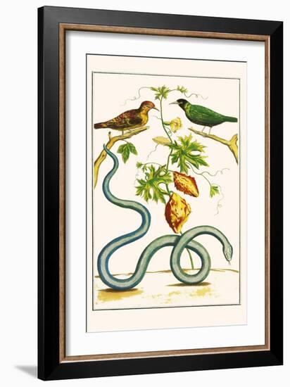 Serpents and Birds-Albertus Seba-Framed Art Print