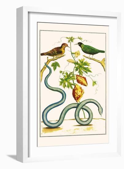 Serpents and Birds-Albertus Seba-Framed Art Print