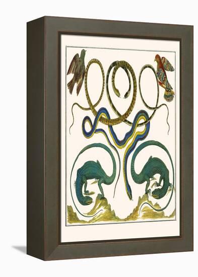 Serpents, Lizards and Birds-Albertus Seba-Framed Stretched Canvas