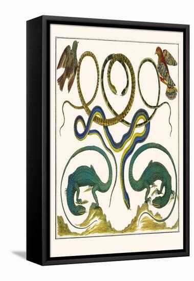 Serpents, Lizards and Birds-Albertus Seba-Framed Stretched Canvas