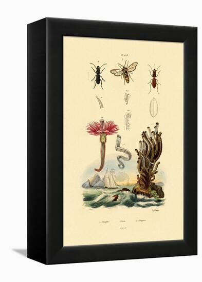 Serpulids, 1833-39-null-Framed Premier Image Canvas