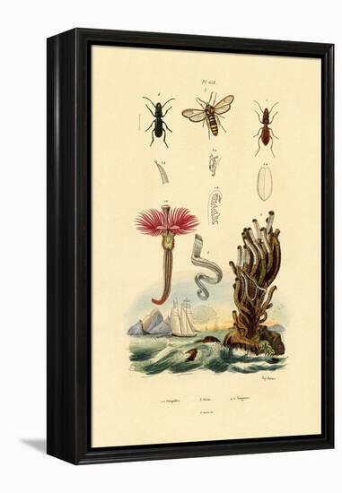 Serpulids, 1833-39-null-Framed Premier Image Canvas