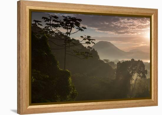Serra Do Mar Forest in Sao Paulo State in Brazil-Alex Saberi-Framed Premier Image Canvas
