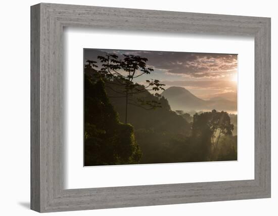 Serra Do Mar Forest in Sao Paulo State in Brazil-Alex Saberi-Framed Photographic Print