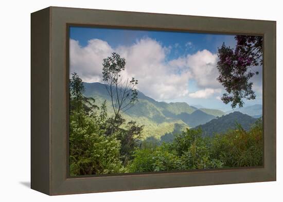 Serra Do Mar Jungle in Sao Paulo State-Alex Saberi-Framed Premier Image Canvas