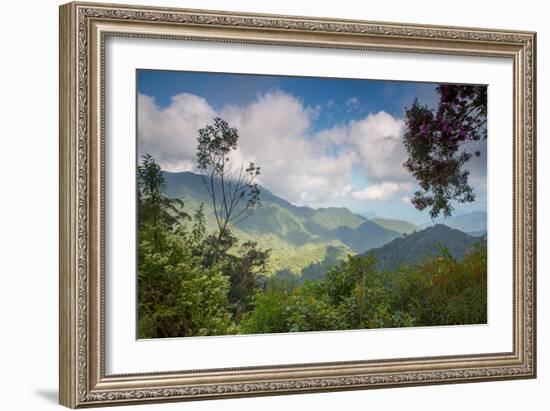 Serra Do Mar Jungle in Sao Paulo State-Alex Saberi-Framed Photographic Print