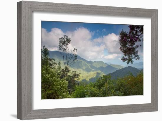 Serra Do Mar Jungle in Sao Paulo State-Alex Saberi-Framed Photographic Print