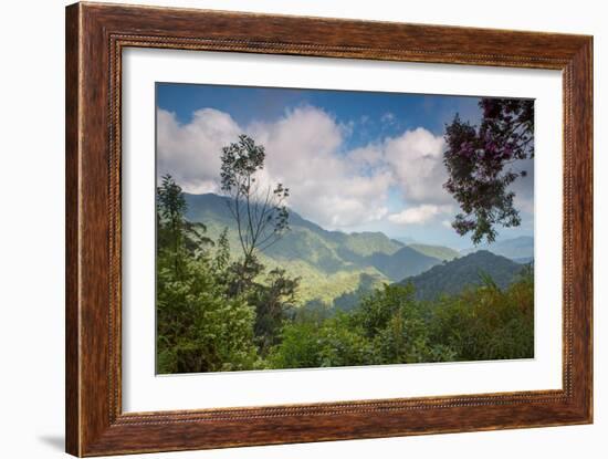 Serra Do Mar Jungle in Sao Paulo State-Alex Saberi-Framed Photographic Print