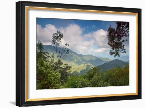 Serra Do Mar Jungle in Sao Paulo State-Alex Saberi-Framed Photographic Print