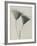 Serratula nudicaulis-Karl Blossfeldt-Framed Giclee Print