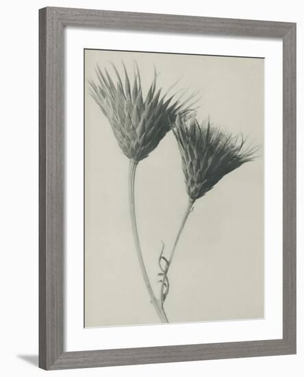 Serratula nudicaulis-Karl Blossfeldt-Framed Giclee Print