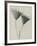 Serratula nudicaulis-Karl Blossfeldt-Framed Giclee Print