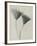 Serratula nudicaulis-Karl Blossfeldt-Framed Giclee Print