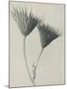 Serratula nudicaulis-Karl Blossfeldt-Mounted Giclee Print