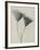 Serratula nudicaulis-Karl Blossfeldt-Framed Giclee Print