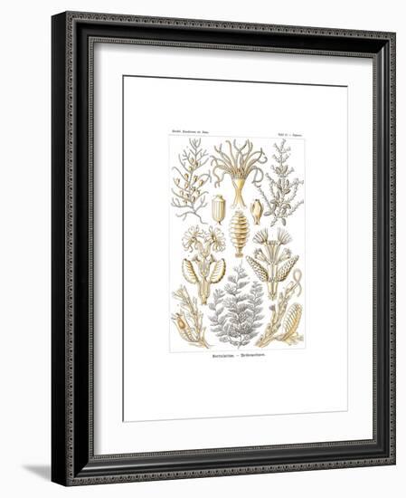 Sertulariae, 1899-1904-null-Framed Giclee Print