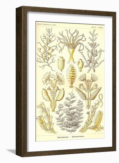 Sertulariae-Ernst Haeckel-Framed Art Print