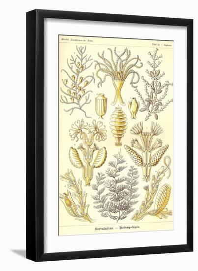 Sertulariae-Ernst Haeckel-Framed Art Print