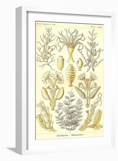 Sertulariae-Ernst Haeckel-Framed Art Print