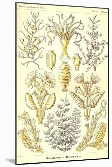 Sertulariae-Ernst Haeckel-Mounted Art Print