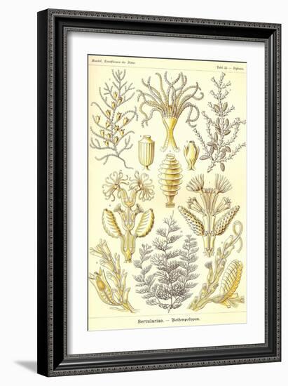 Sertulariae-Ernst Haeckel-Framed Art Print