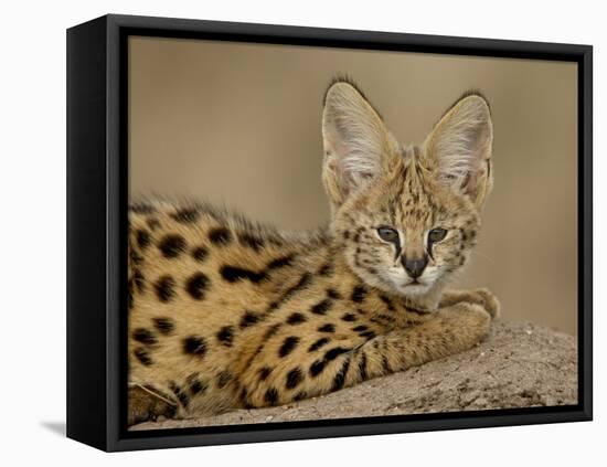 Serval Cub on Termite Mound, Masai Mara National Reserve, Kenya, East Africa, Africa-James Hager-Framed Premier Image Canvas