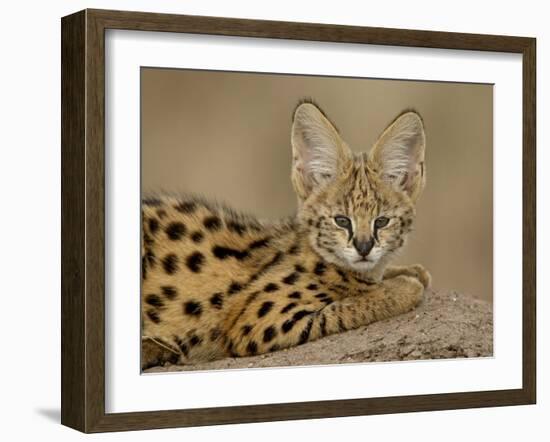 Serval Cub on Termite Mound, Masai Mara National Reserve, Kenya, East Africa, Africa-James Hager-Framed Photographic Print