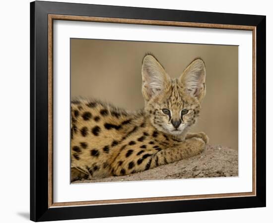 Serval Cub on Termite Mound, Masai Mara National Reserve, Kenya, East Africa, Africa-James Hager-Framed Photographic Print