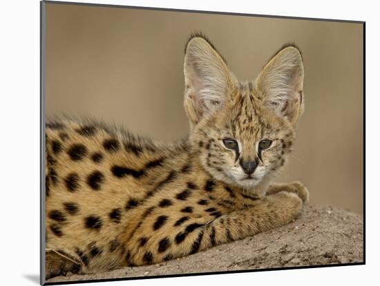 Serval Cub on Termite Mound, Masai Mara National Reserve, Kenya, East Africa, Africa-James Hager-Mounted Photographic Print