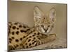 Serval Cub on Termite Mound, Masai Mara National Reserve, Kenya, East Africa, Africa-James Hager-Mounted Photographic Print