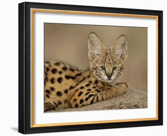 Serval Cub on Termite Mound, Masai Mara National Reserve, Kenya, East Africa, Africa-James Hager-Framed Photographic Print