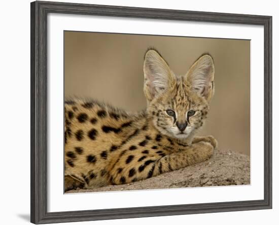 Serval Cub on Termite Mound, Masai Mara National Reserve, Kenya, East Africa, Africa-James Hager-Framed Photographic Print