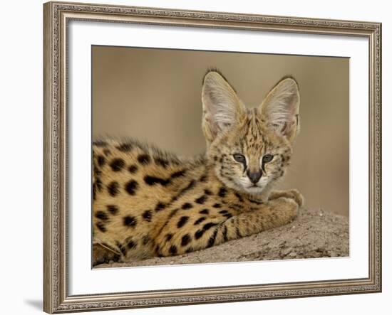 Serval Cub on Termite Mound, Masai Mara National Reserve, Kenya, East Africa, Africa-James Hager-Framed Photographic Print