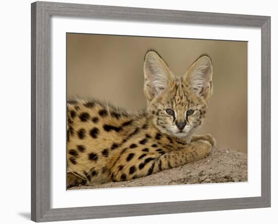 Serval Cub on Termite Mound, Masai Mara National Reserve, Kenya, East Africa, Africa-James Hager-Framed Photographic Print