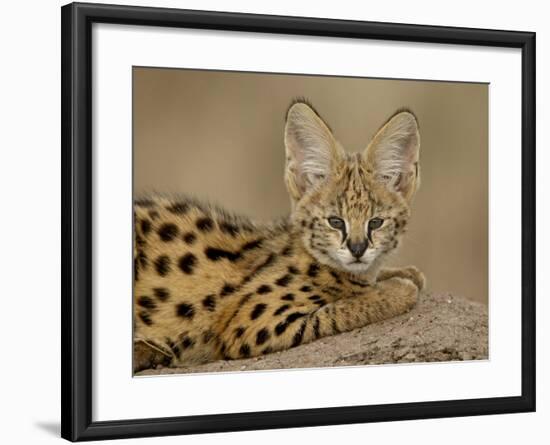 Serval Cub on Termite Mound, Masai Mara National Reserve, Kenya, East Africa, Africa-James Hager-Framed Photographic Print