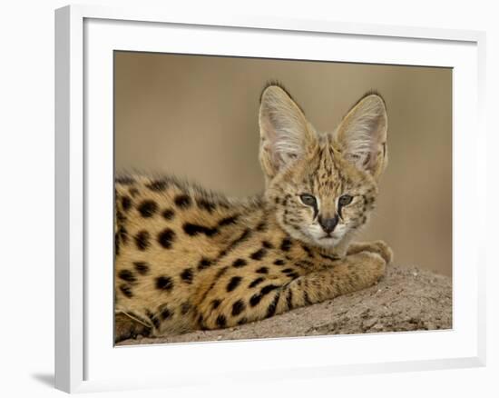 Serval Cub on Termite Mound, Masai Mara National Reserve, Kenya, East Africa, Africa-James Hager-Framed Photographic Print