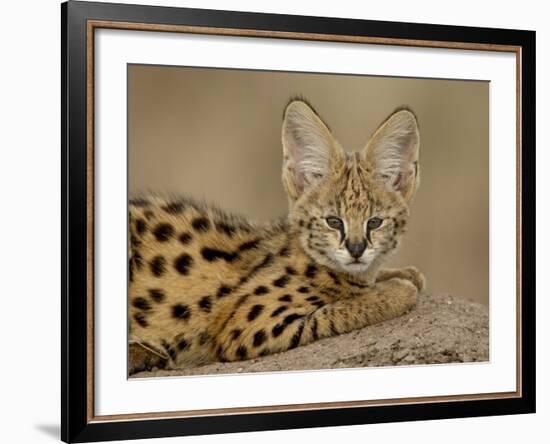 Serval Cub on Termite Mound, Masai Mara National Reserve, Kenya, East Africa, Africa-James Hager-Framed Photographic Print