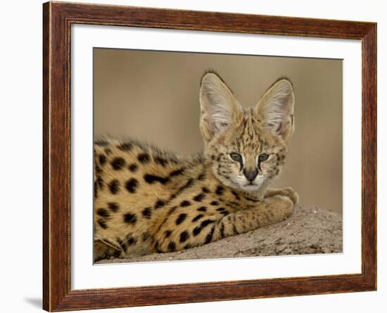 Serval Cub on Termite Mound, Masai Mara National Reserve, Kenya, East Africa, Africa-James Hager-Framed Photographic Print