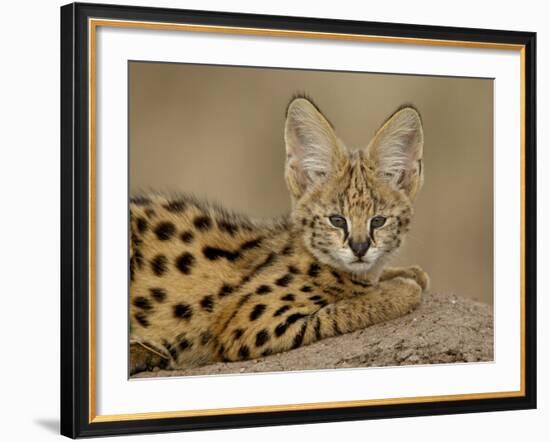 Serval Cub on Termite Mound, Masai Mara National Reserve, Kenya, East Africa, Africa-James Hager-Framed Photographic Print