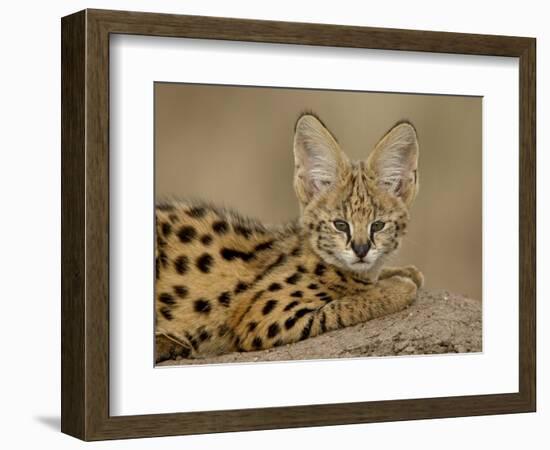 Serval Cub on Termite Mound, Masai Mara National Reserve, Kenya, East Africa, Africa-James Hager-Framed Photographic Print