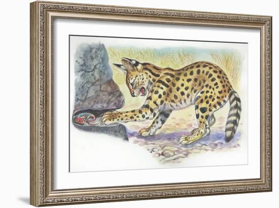 Serval Felis Serval Catching Reptile-null-Framed Giclee Print